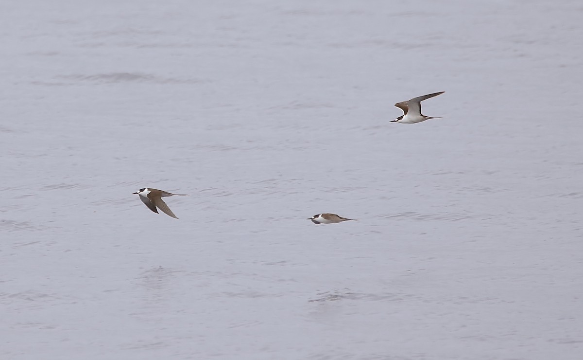 Sooty Tern - ML403230701