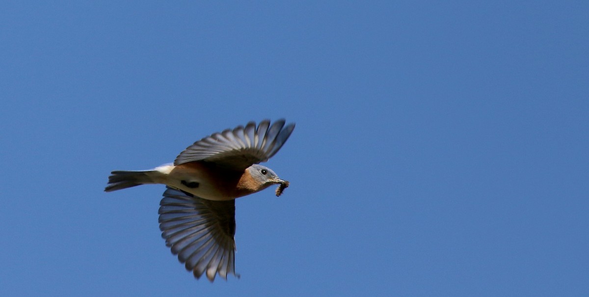 Eastern Bluebird - ML40323071