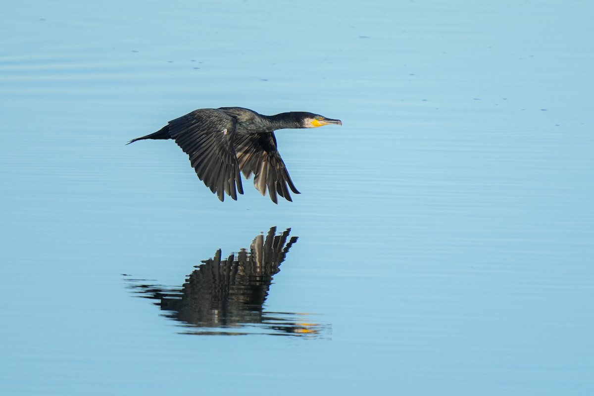 Great Cormorant - jian ma