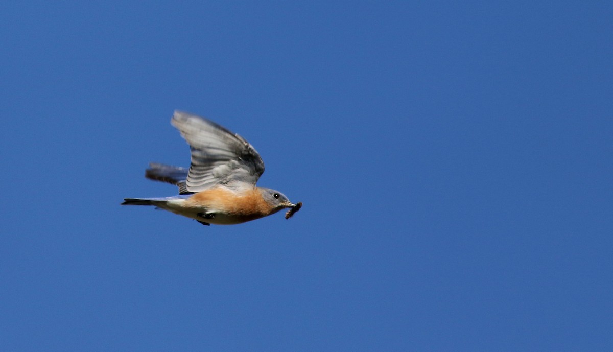 Eastern Bluebird - ML40323081