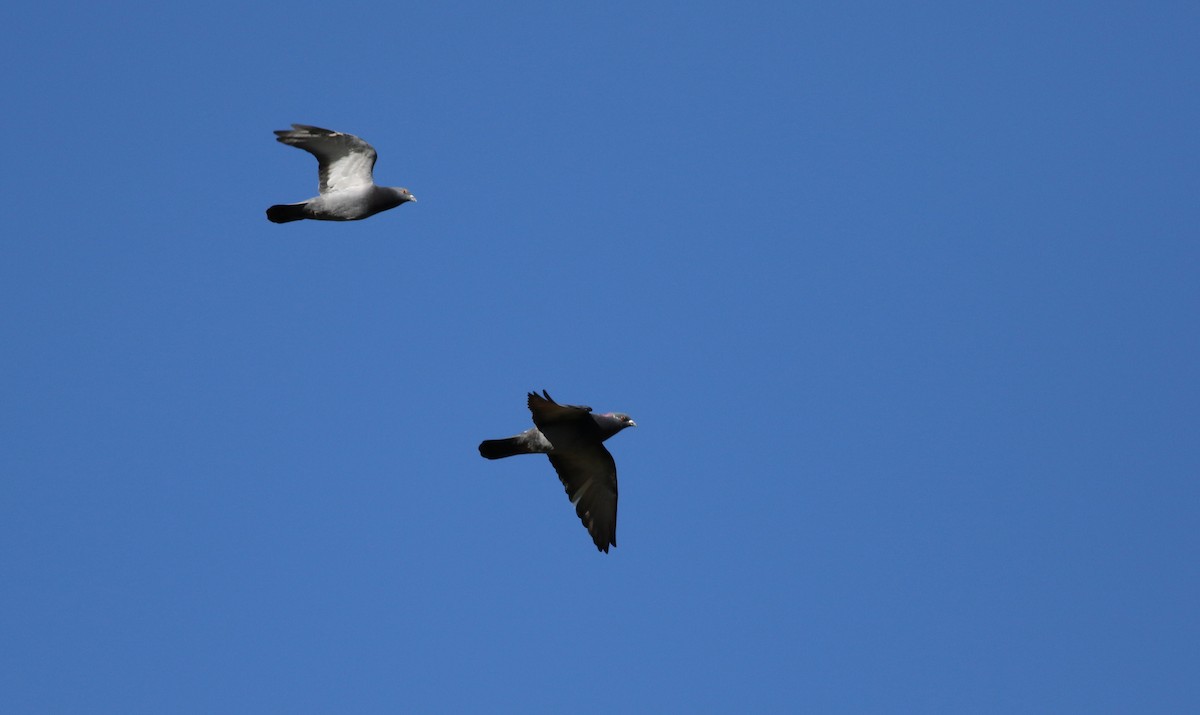 Rock Pigeon (Feral Pigeon) - ML40323111