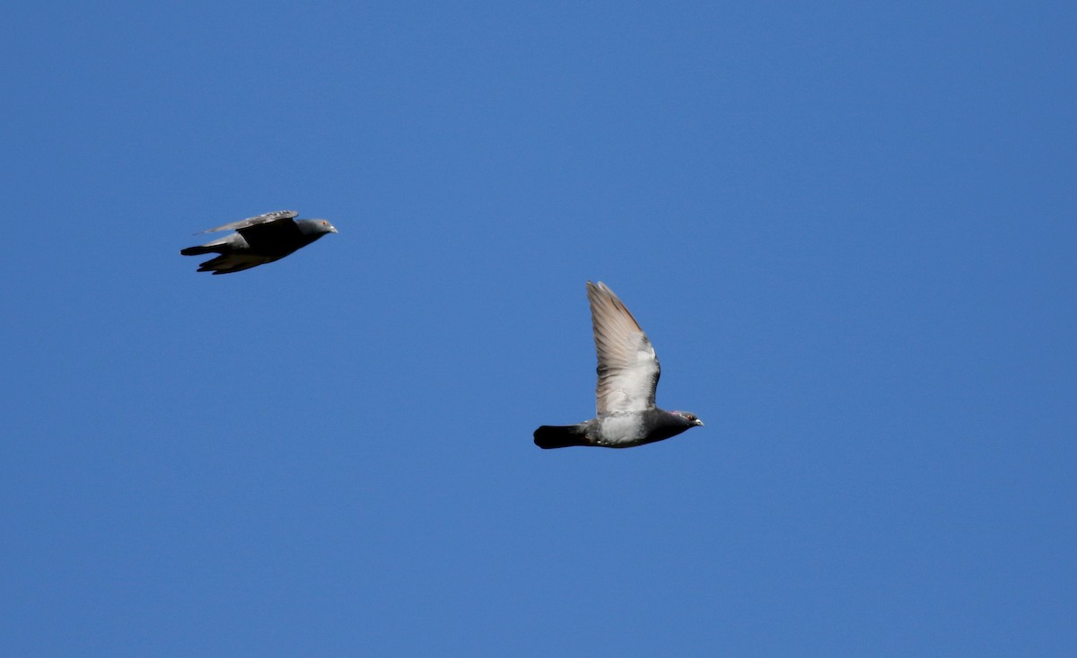 Rock Pigeon (Feral Pigeon) - ML40323121