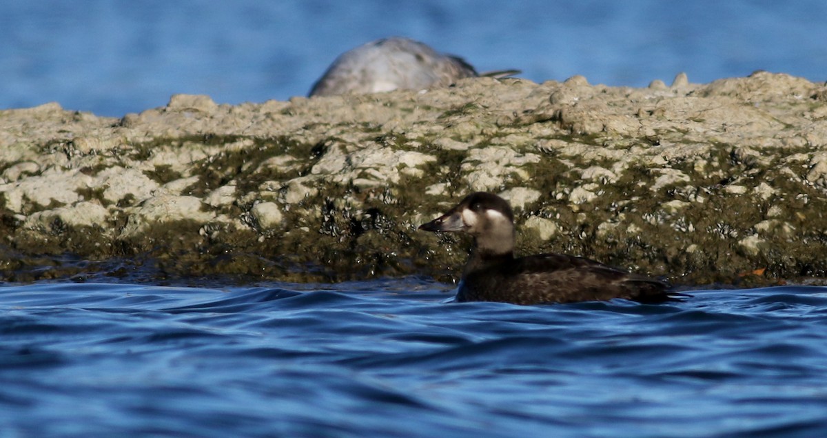 Surf Scoter - Jay McGowan