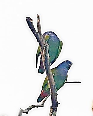 Папуга-червоногуз синьоголовий - ML403232521