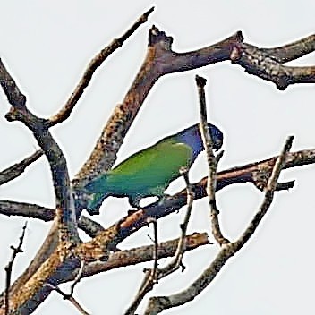 Blue-headed Parrot - ML403232531