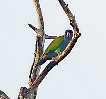 Blue-headed Parrot - ML403232541