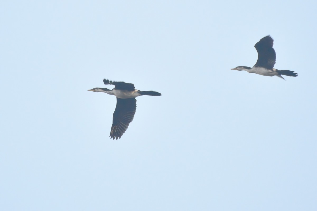 Little Pied Cormorant - ML403232631