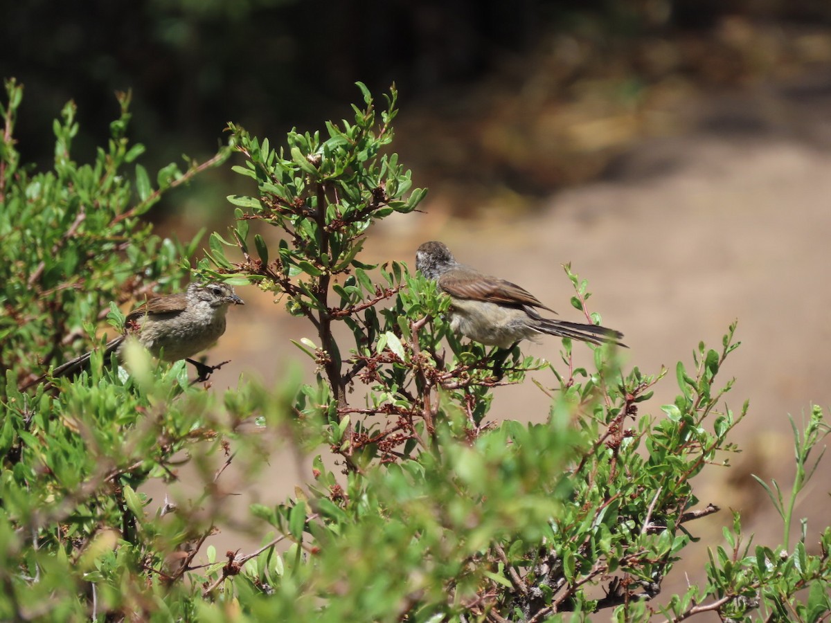 Plain-mantled Tit-Spinetail - ML403236981