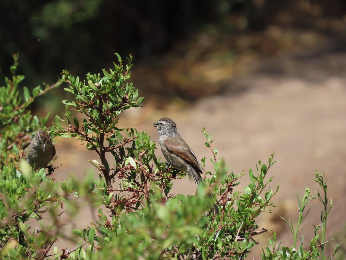 Plain-mantled Tit-Spinetail - ML403237011