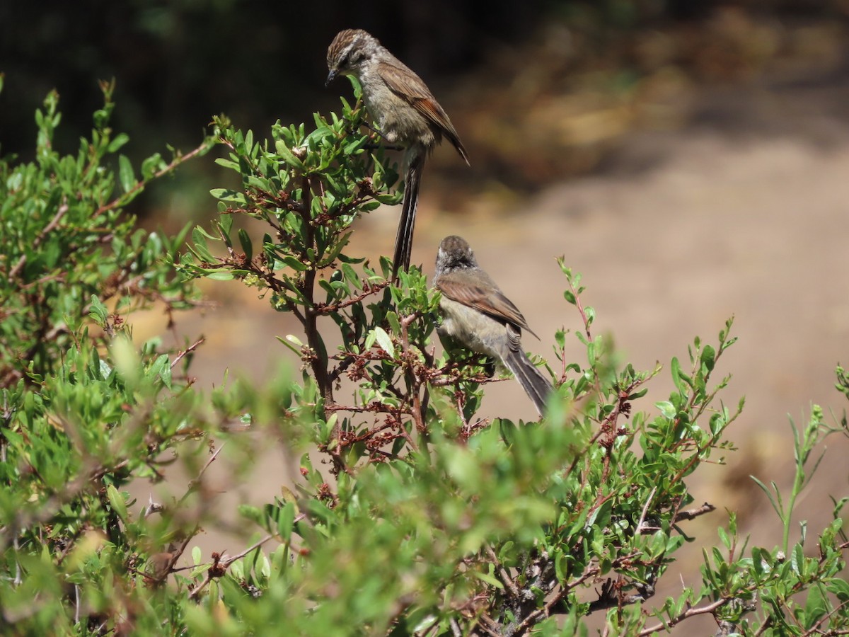 Plain-mantled Tit-Spinetail - ML403237021