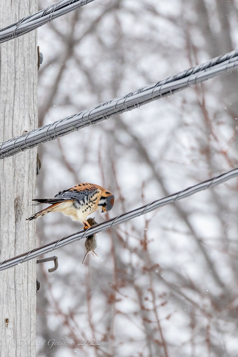 American Kestrel - ML403237421