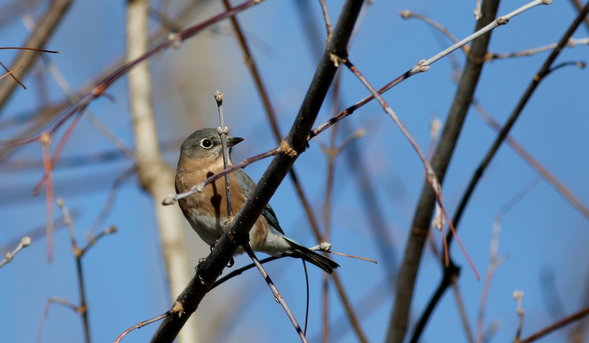 Eastern Bluebird - Jay McGowan