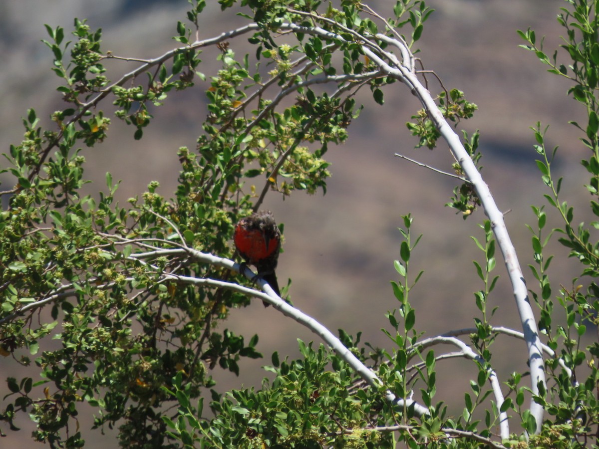 Long-tailed Meadowlark - ML403239431