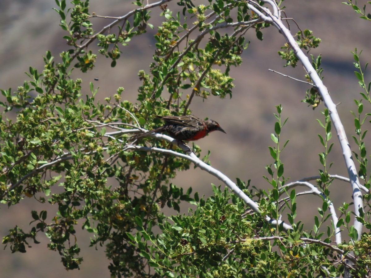Long-tailed Meadowlark - ML403239451
