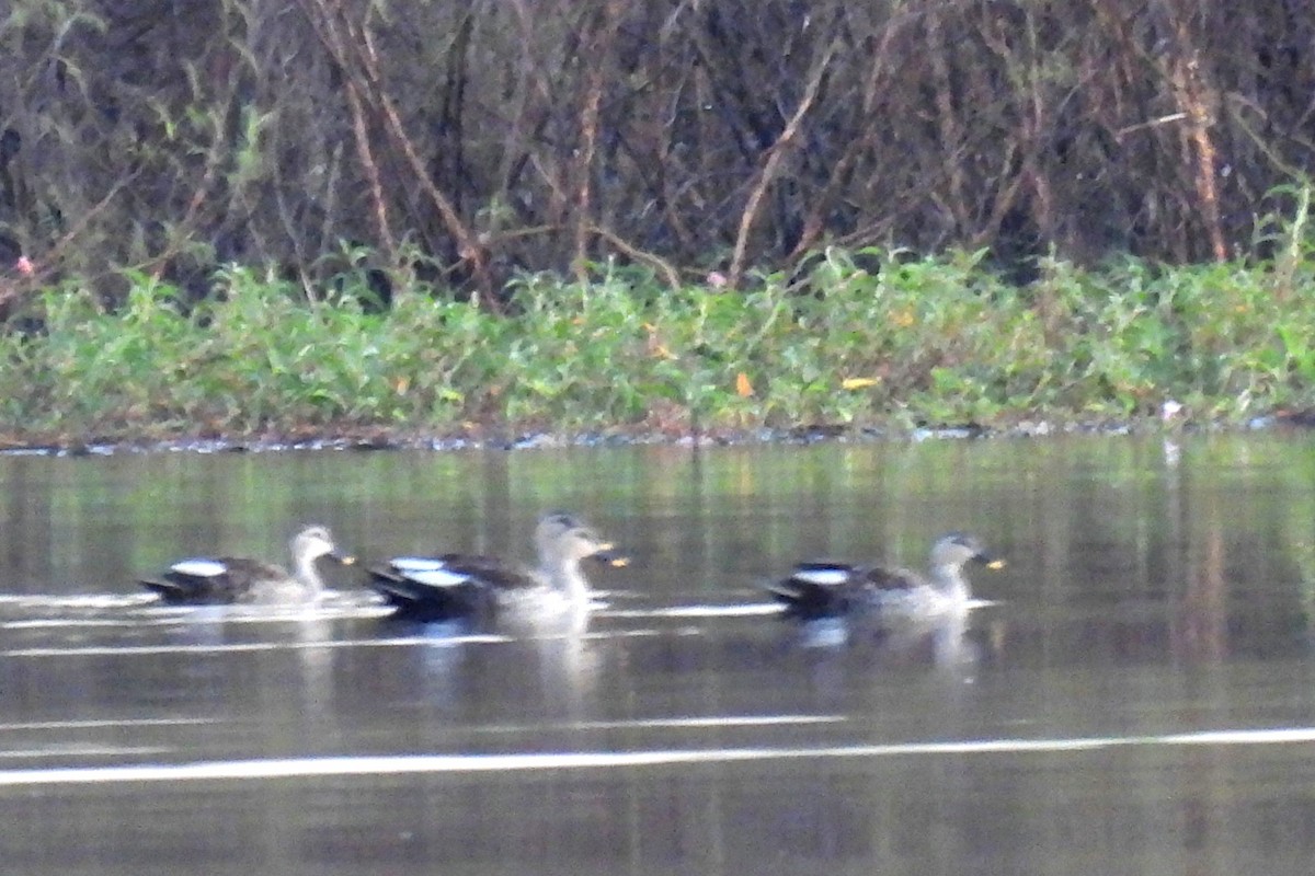 Indian Spot-billed Duck - John Sandve