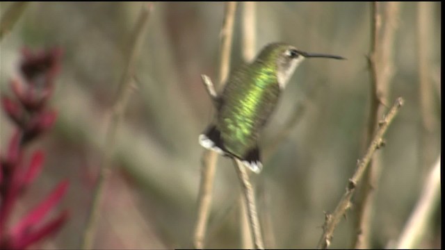 Ruby-throated Hummingbird - ML403241