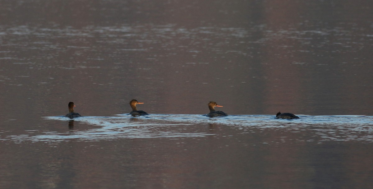 Red-breasted Merganser - Jay McGowan