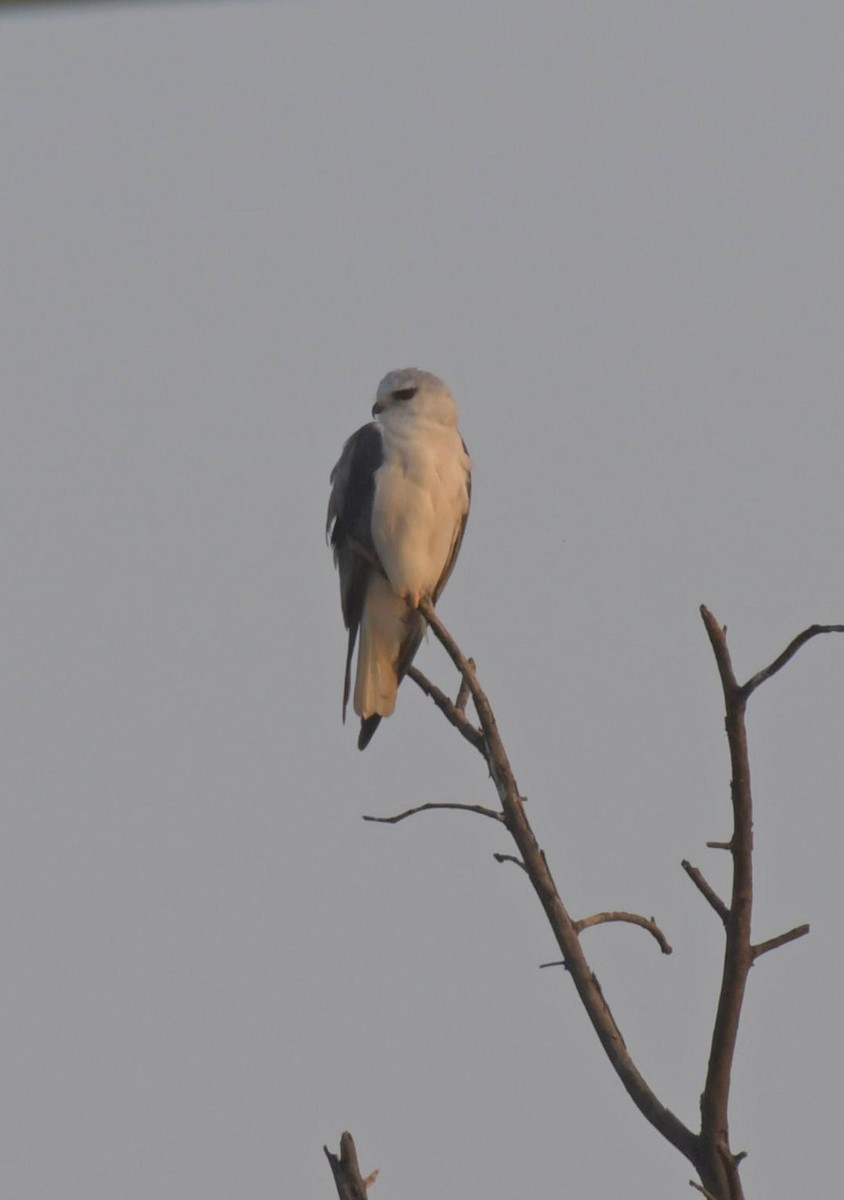 Black-winged Kite - Partha Saradhi Allam