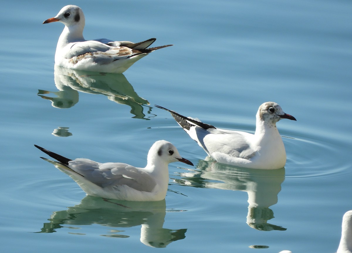 Black-headed Gull - Alba Sanjuán