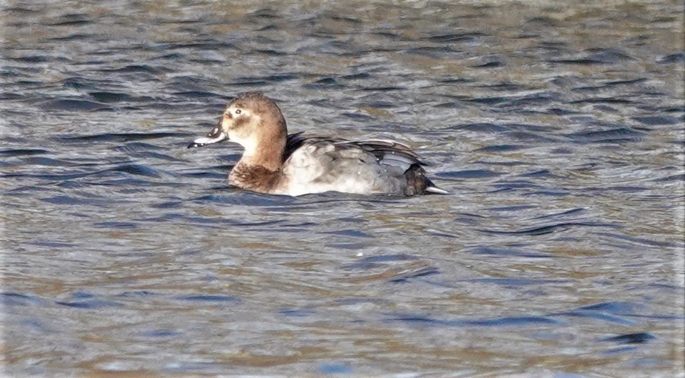 Common Pochard - ML403246191