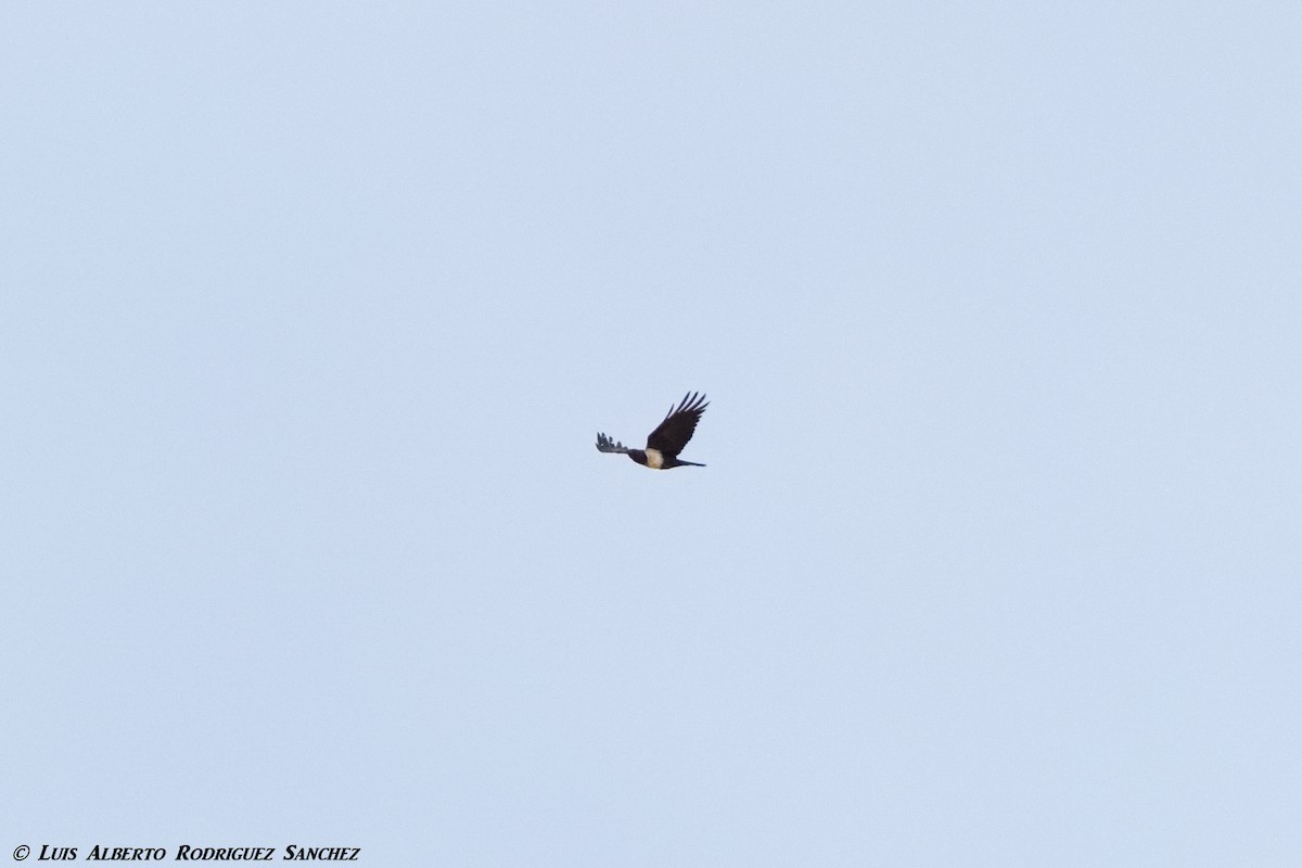Pied Crow - ML403250011