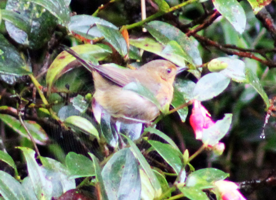 White-sided Flowerpiercer - ML403251271