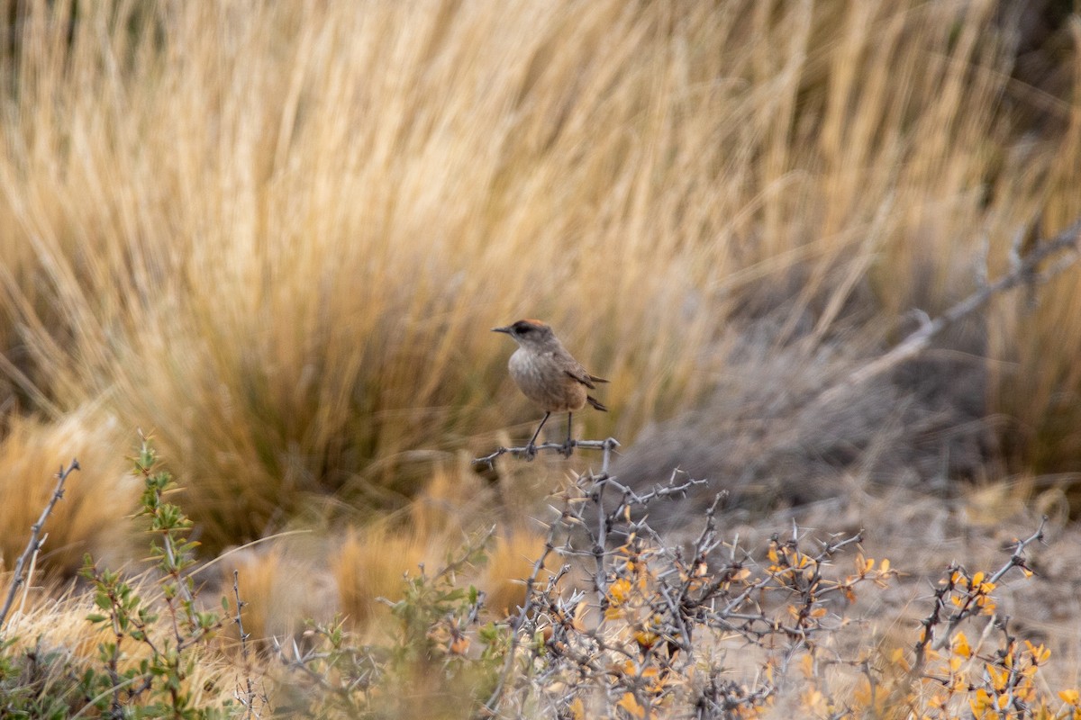 Cinnamon-bellied Ground-Tyrant - Ana Merlo