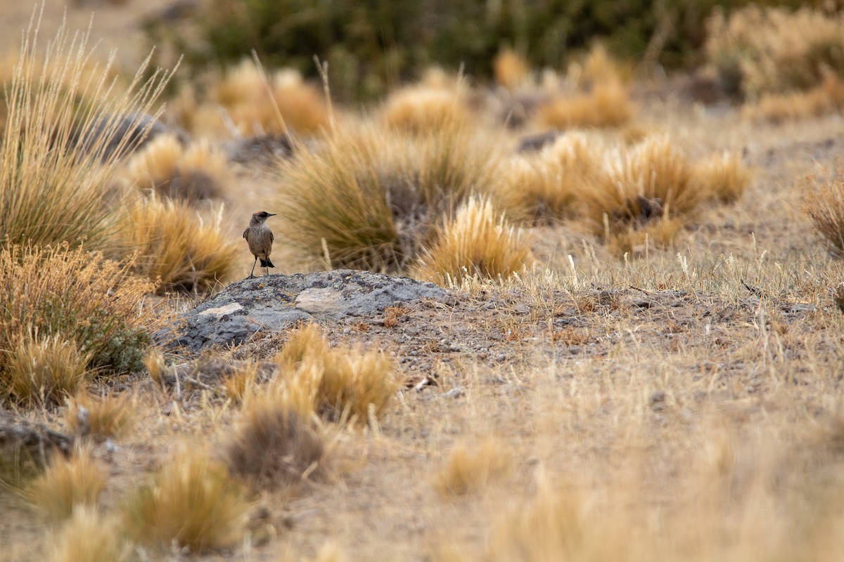 Cinnamon-bellied Ground-Tyrant - ML403251701