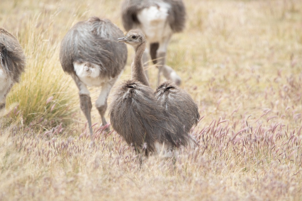 Lesser Rhea - ML403251761