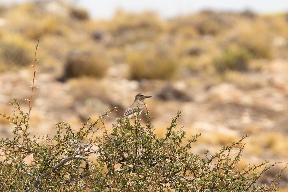 Gray-bellied Shrike-Tyrant - ML403251801