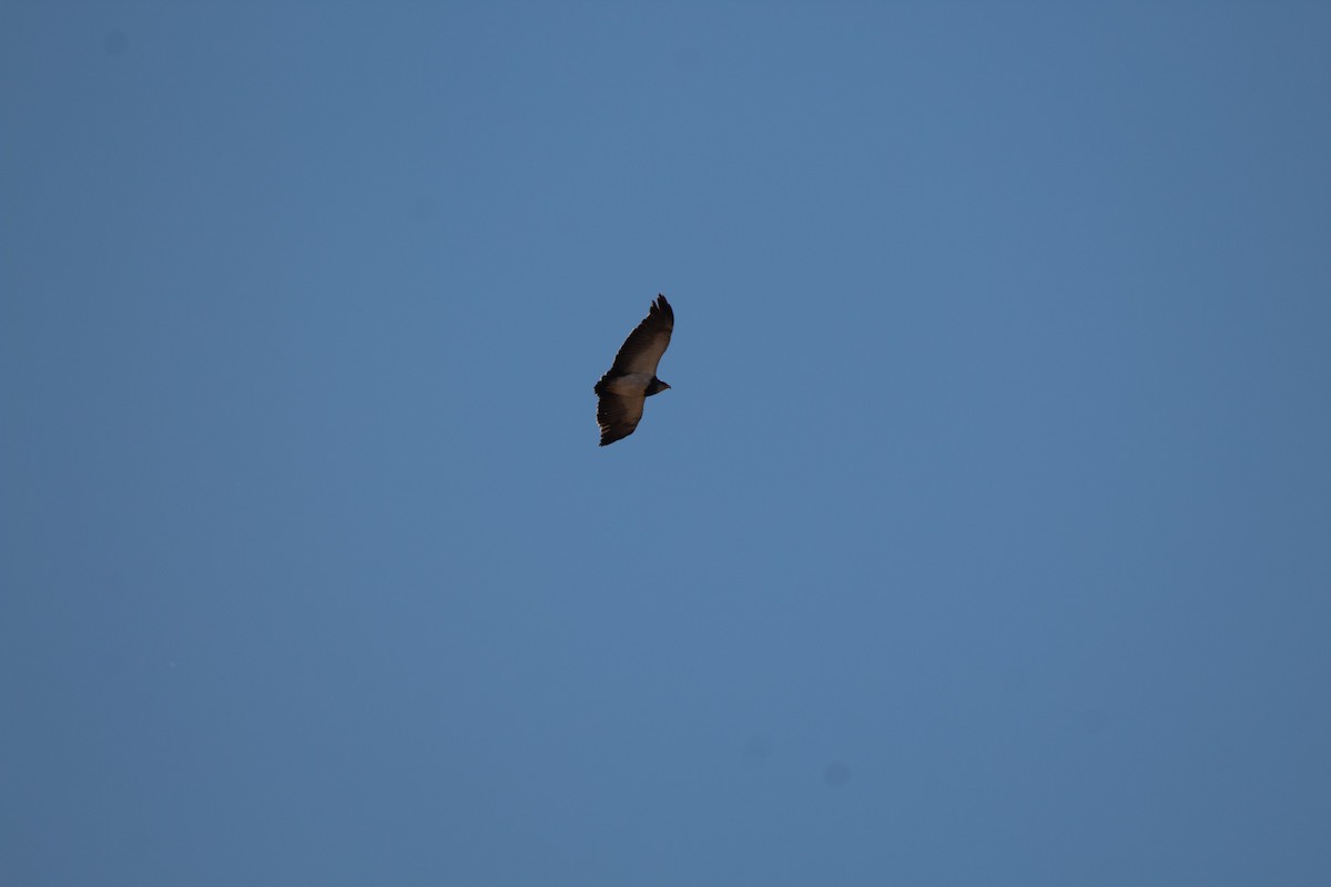 Black-chested Buzzard-Eagle - ML403251911