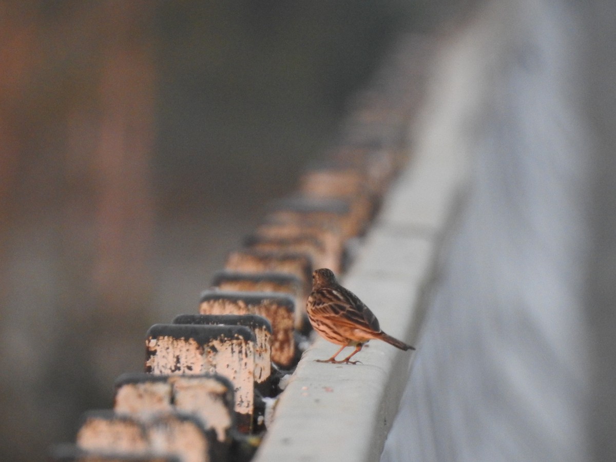 Rosy Pipit - ML403252971