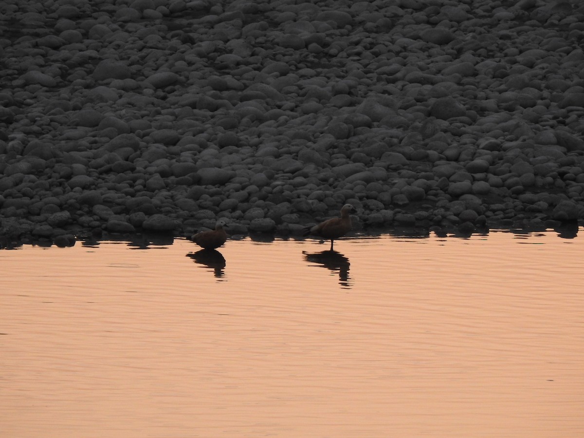 Ruddy Shelduck - ML403253091