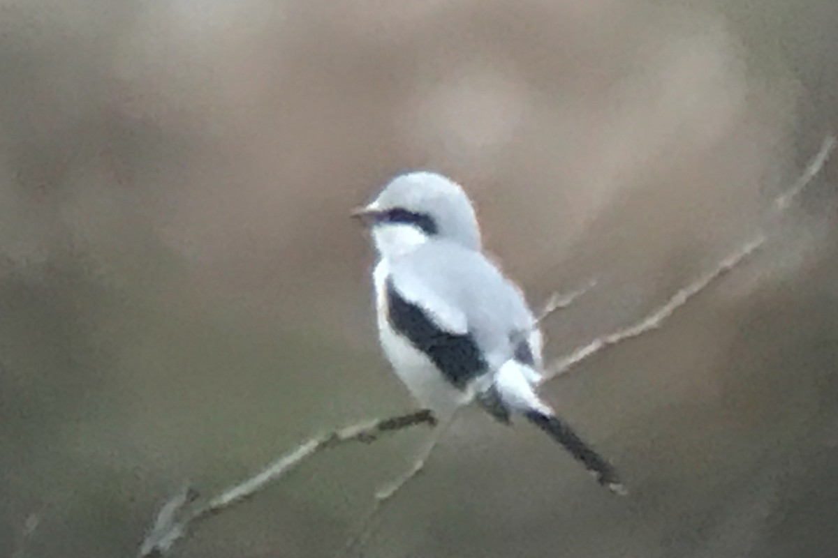 Northern Shrike - ML40325321