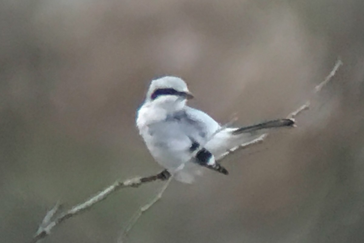 Northern Shrike - ML40325381