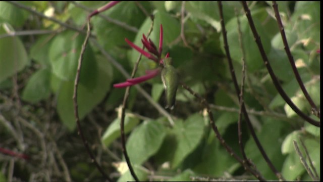 Ruby-throated Hummingbird - ML403254