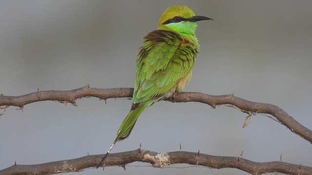 Asian Green Bee-eater - ML403254141