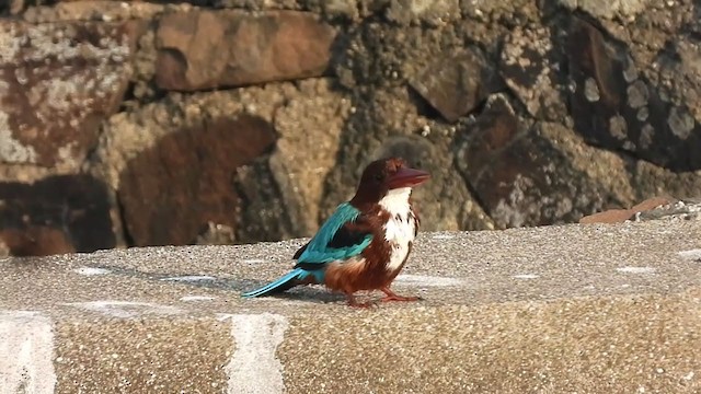 White-throated Kingfisher - ML403254781