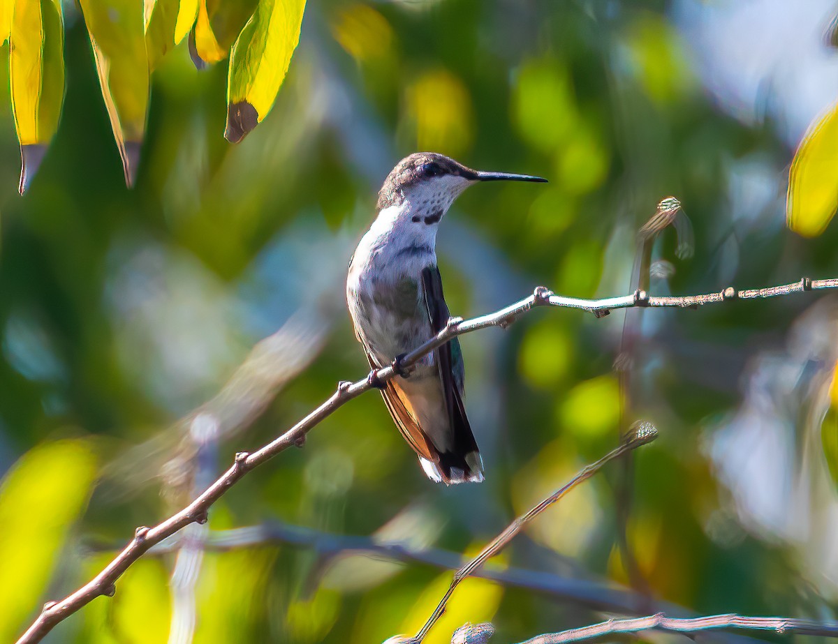 Ruby-throated Hummingbird - ML403255571