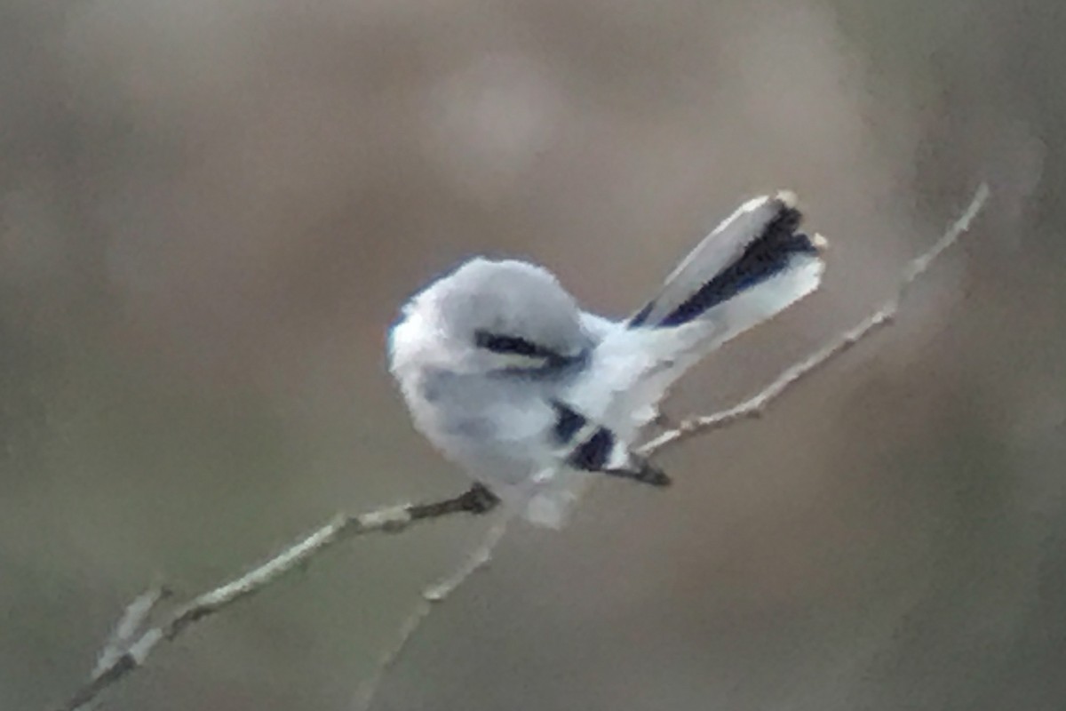 Northern Shrike - ML40325721