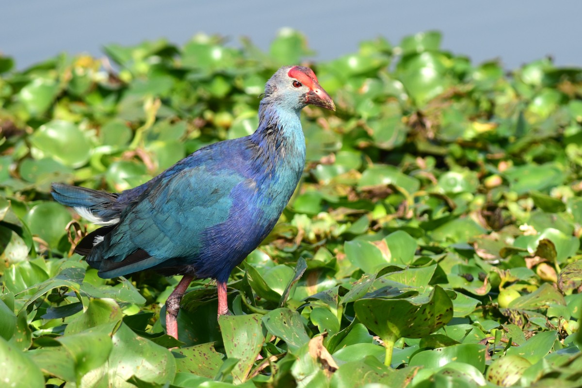 Gray-headed Swamphen - ML403257241