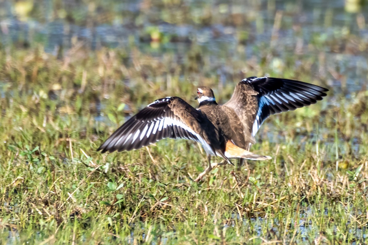 Killdeer - ML403257251