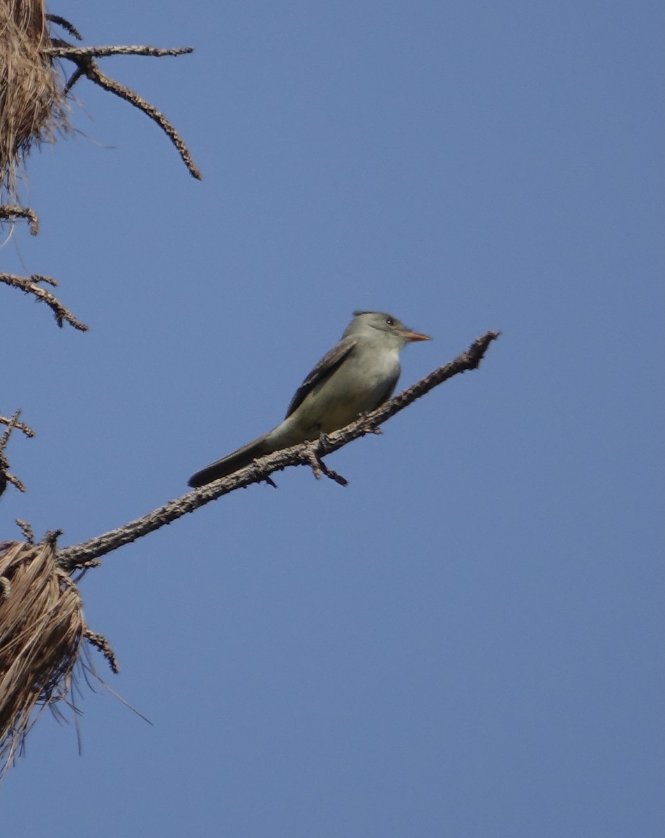 Greater Pewee - ML403257441