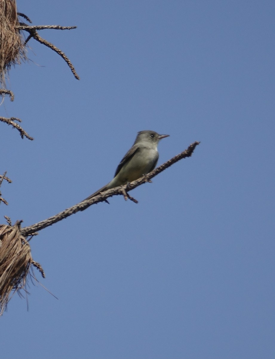 Greater Pewee - ML403257461
