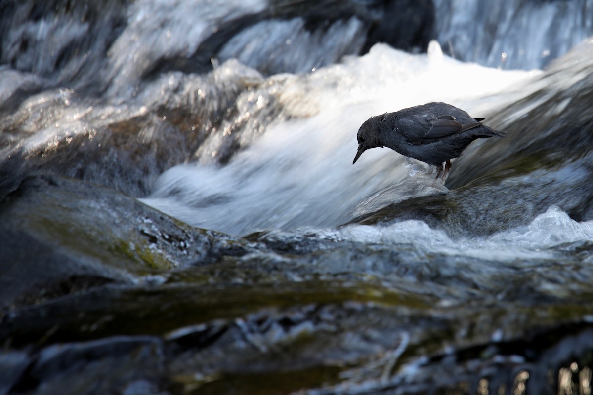 American Dipper - Joshua Ward