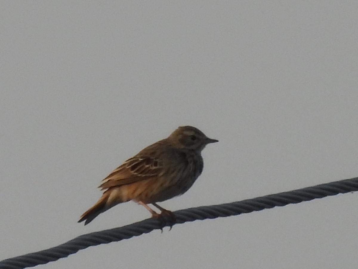 Tree Pipit - ML403260741