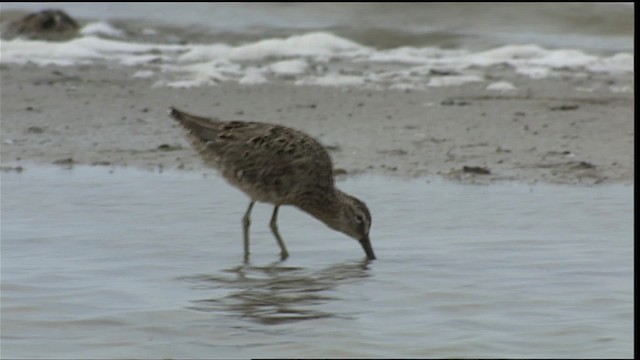 Short-billed/Long-billed Dowitcher - ML403261