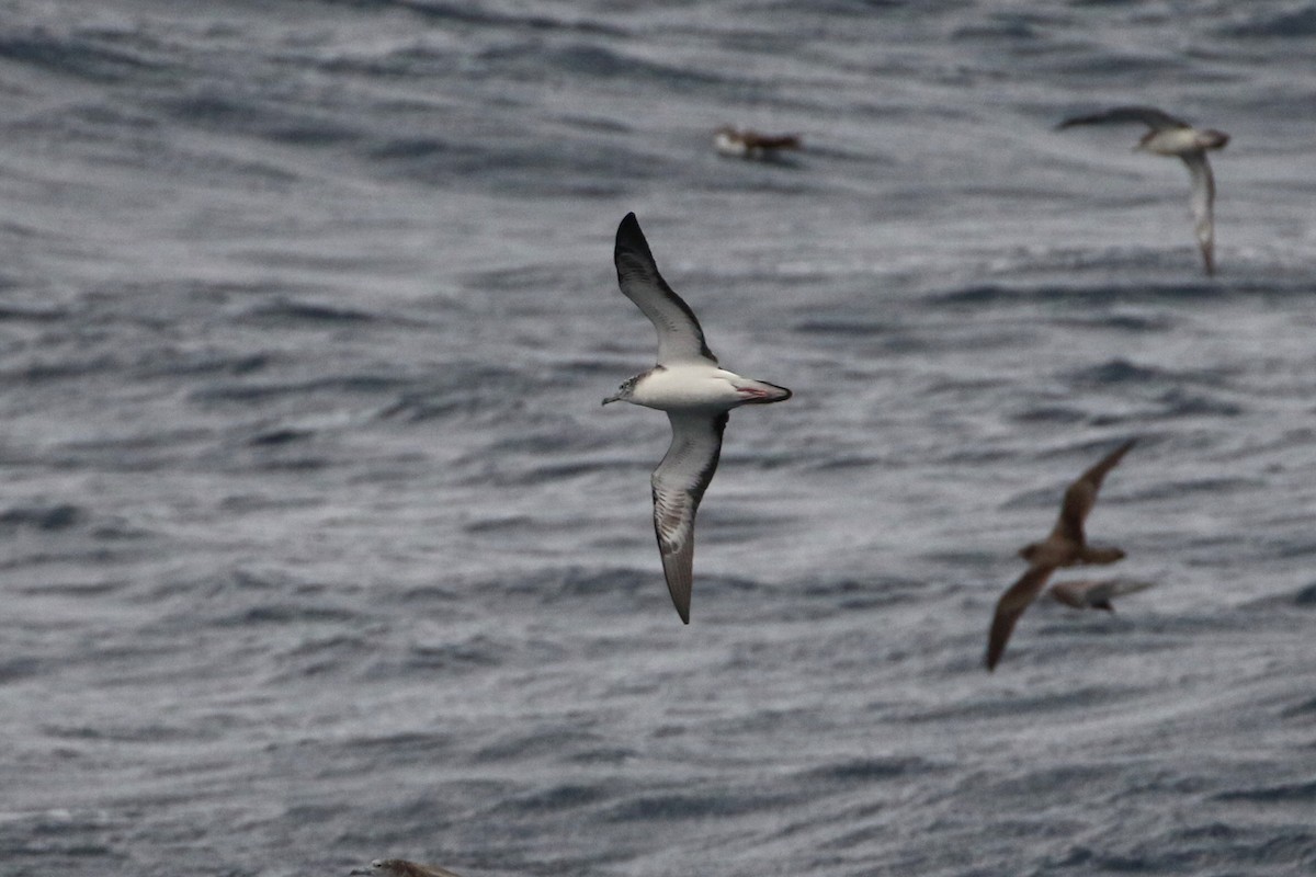 Streaked Shearwater - ML403261151