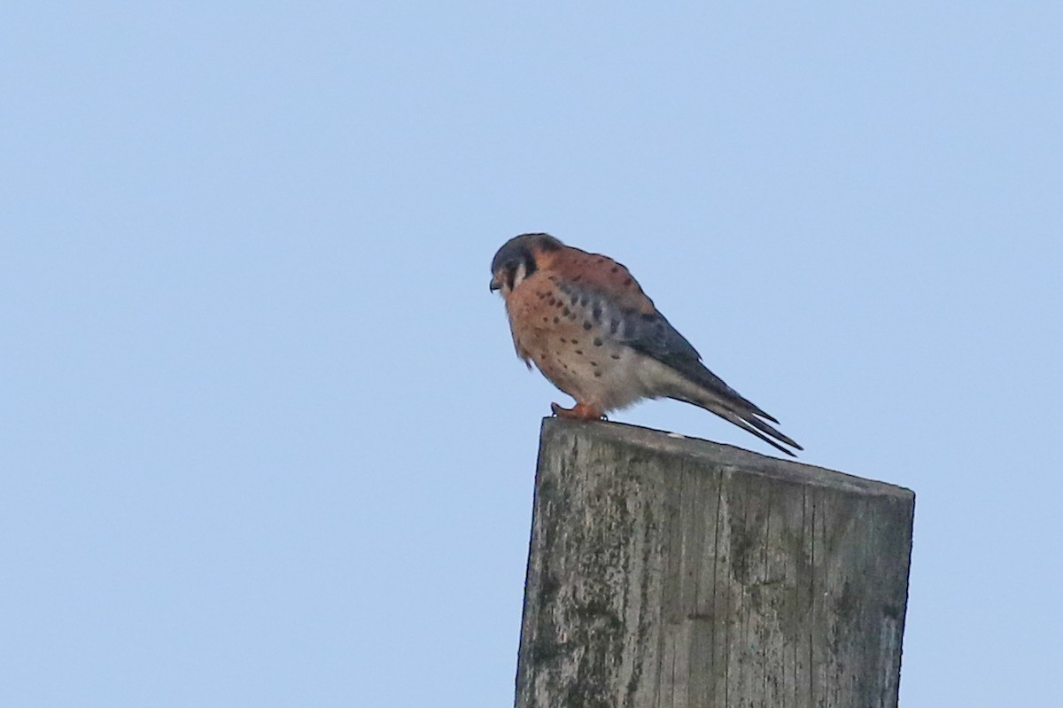 American Kestrel - Harry Scarth