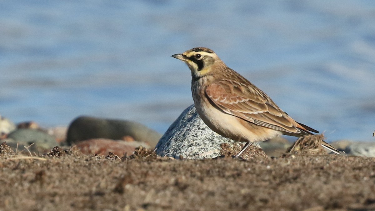 Horned Lark - Harry Scarth